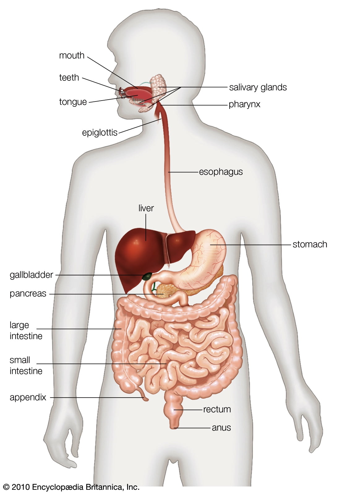 human-digestive-system