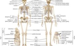 Skeletal Diagram
