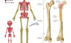 Skeletal2 Diagram