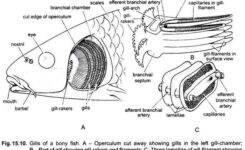 Diagram of fish gill1