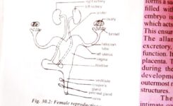 FEMALE REPRODUCTIVE SYSTEM1