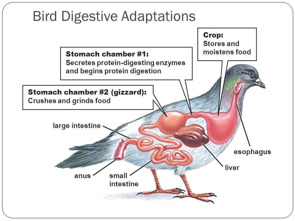 digestive system of bird